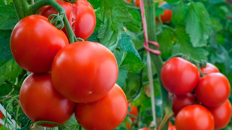 Сорт томатов для «ленивых», дающий отличный урожай