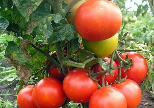 Сорт томатов для «ленивых», дающий отличный урожай