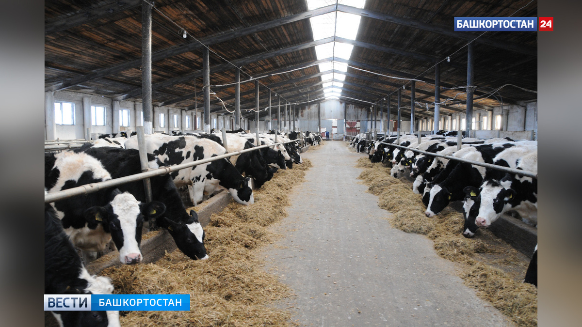    Аграрии Башкортостана получили 7 млн рублей на генетическую экспертизу КРС