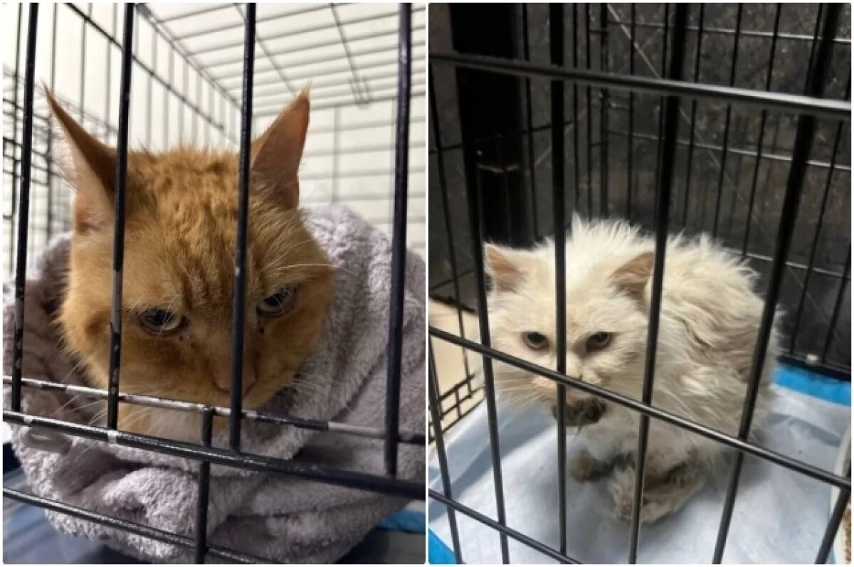    Ветеринары сражаются за жизнь хвостатых