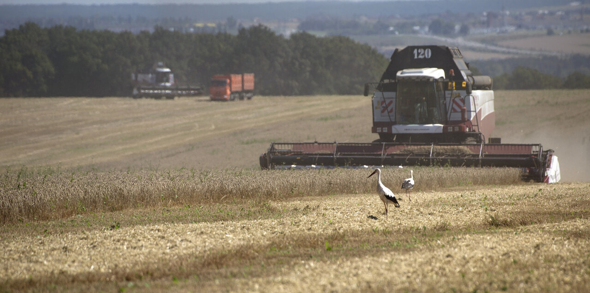    Фото: Nikolay Gyngazov/Global Look Press