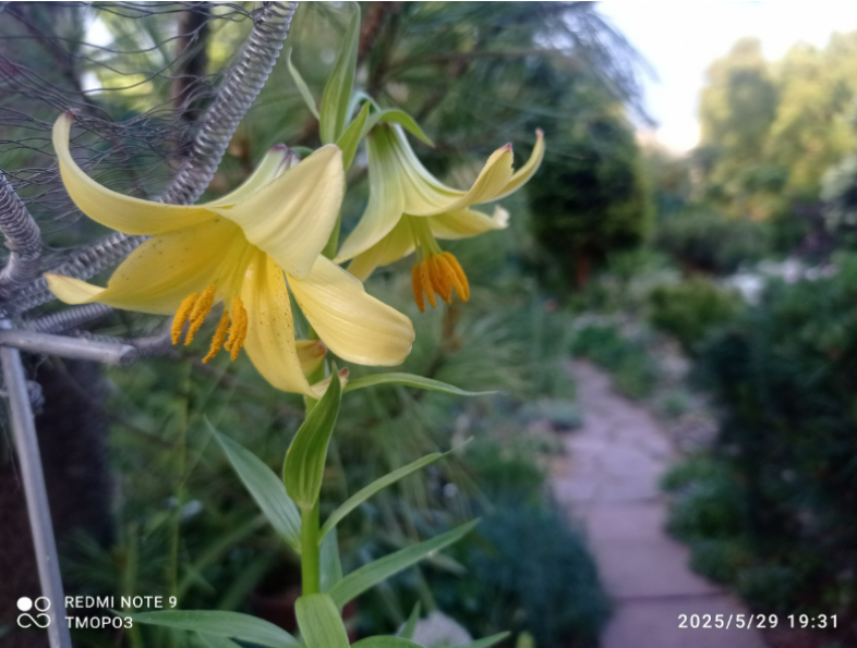 первое цвеетеие