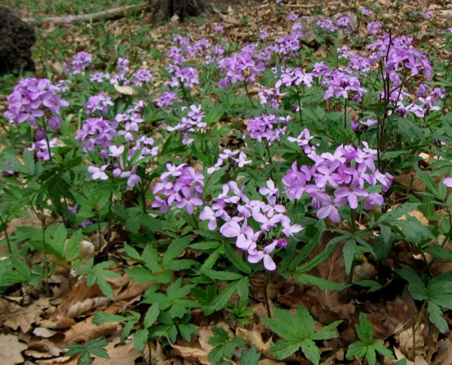 Фото - яндеекс картинки