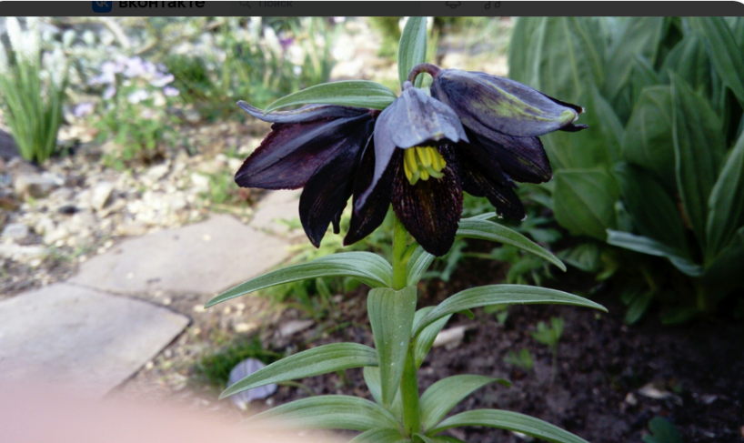 старое фото