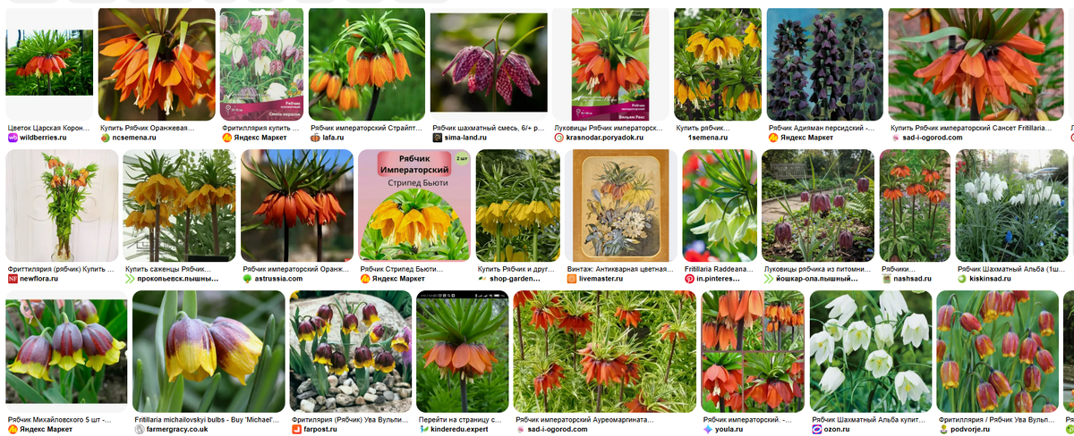 https://yandex.ru/images/search?from=tabbar&text=цветы%20рябчики%20коллекционные%20редкие%20фото