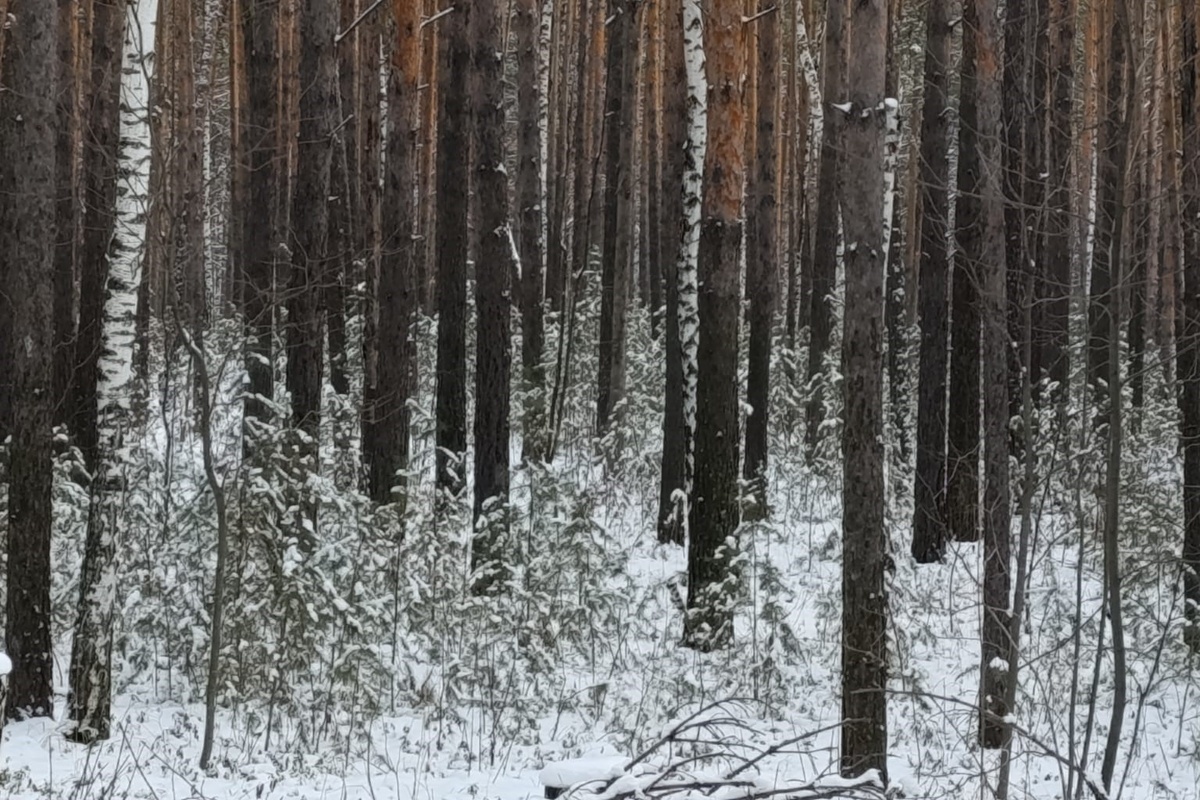    Фото: Прецедент