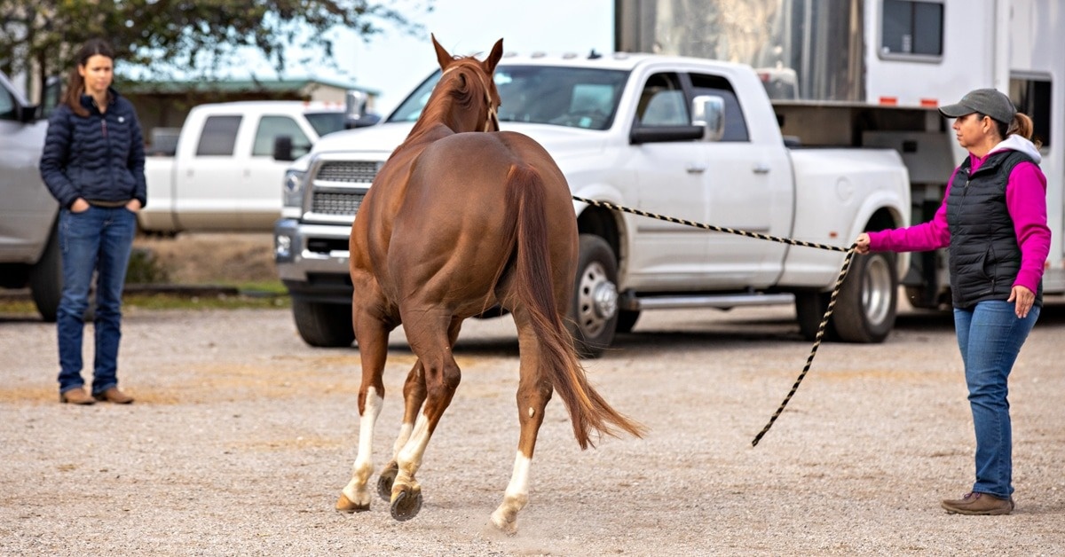 Не вся хромота очевидна во всех обстоятельствах и может, например, не проявляться при прямолинейном движении лошади рысью, но может быть заметна под седлом, при движении по кругу, на склонах или твердых поверхностях.
