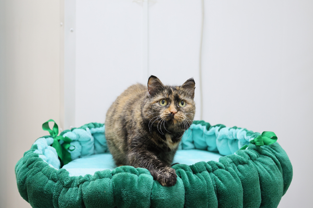 Диагноз ветеринаров был неумолим — копростаз.