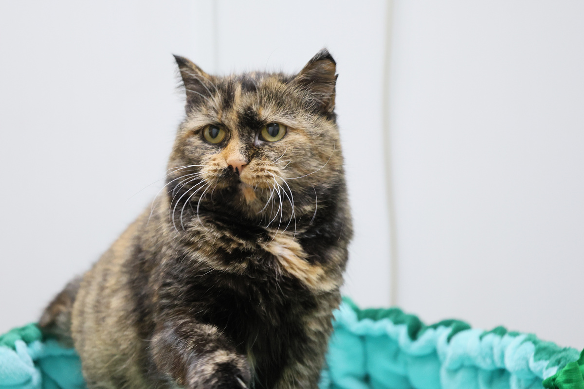 Ариэль оказалась настоящим бойцом!