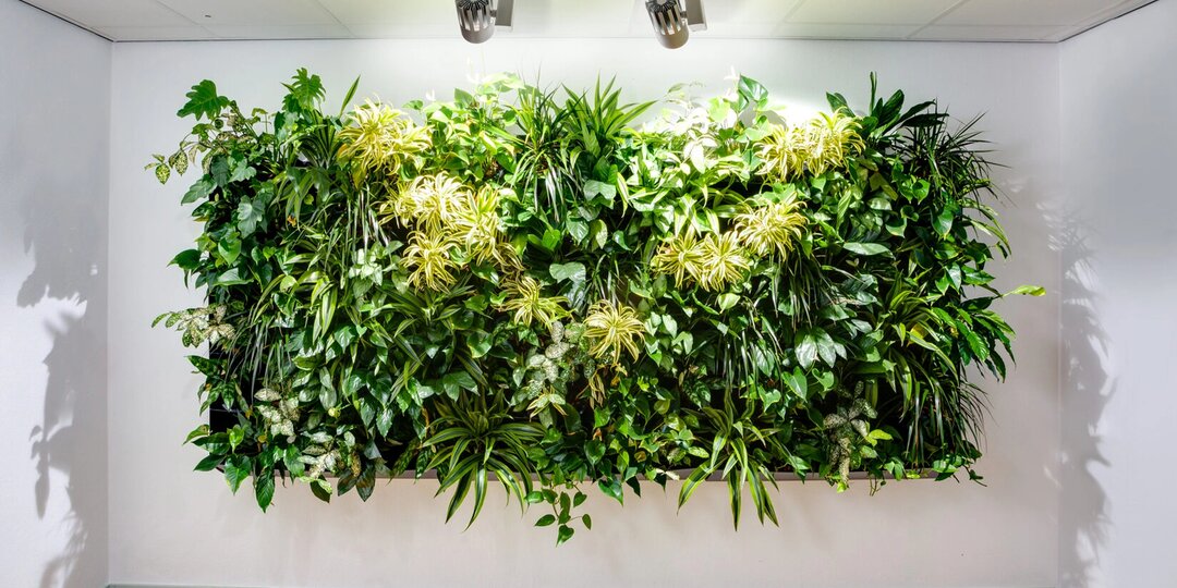 Живая стена из растений в квартире − 5 необычных вариантов
