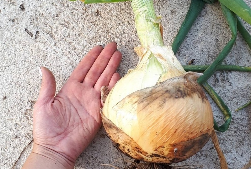 Лук размером с кулак: как вырастить настоящий Эксибишен, 70 дней старта, чтобы луковица весила больше 500 г