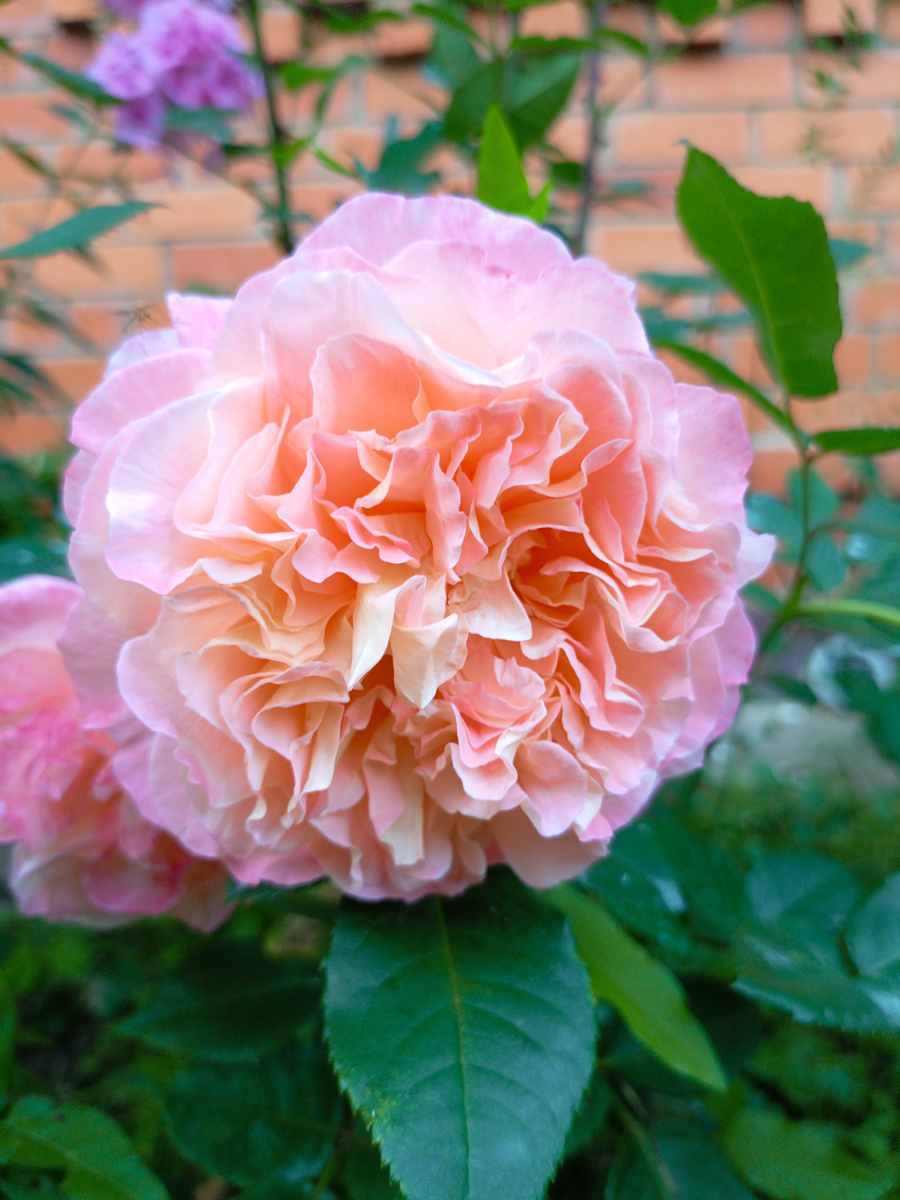 Чайно-гибридный сорт Акварель (Aquarell), селекция Tantau