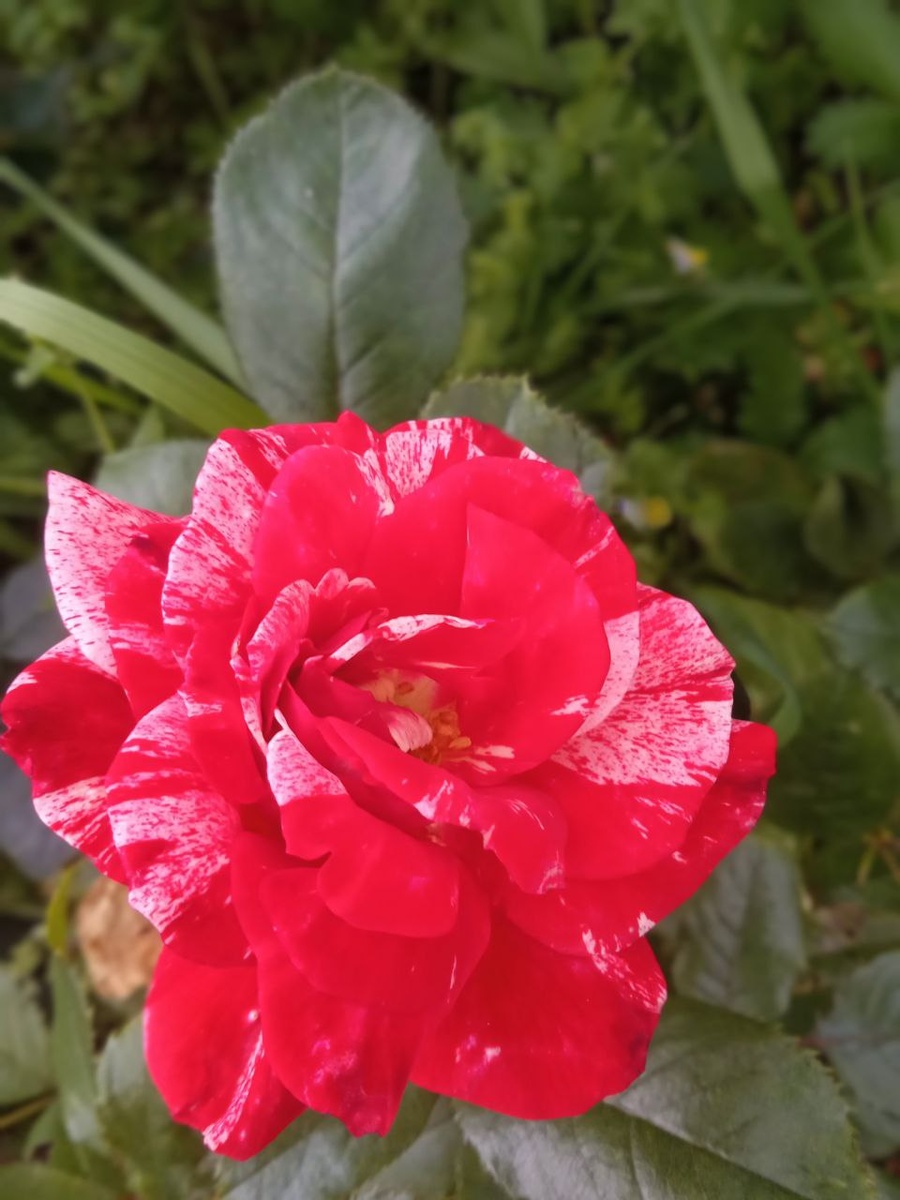 Флорибунда сорт Токада (Tocade), селекция Meilland