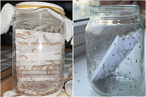    /  ФОТО предоставлено ФГБУ Россельхозцентр по Ростовской области Администратор