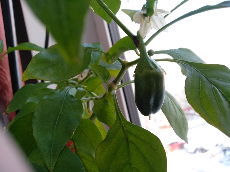 Плод сладкого перца «Лисичка оранжевая» в январе