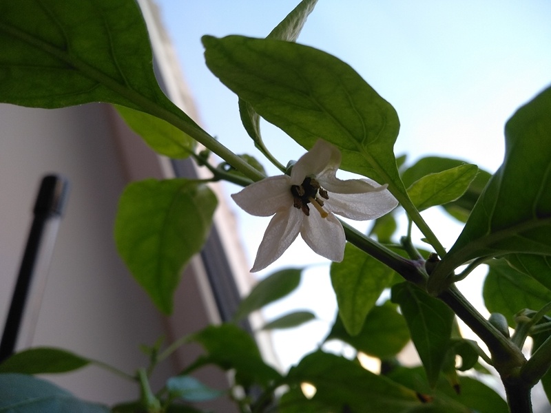 Так выглядит цветок. Если приглядеться, то в центре виден крошечный плод