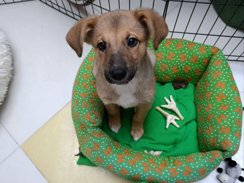    Фото: пресс-служба администрации г.о. Люберцы