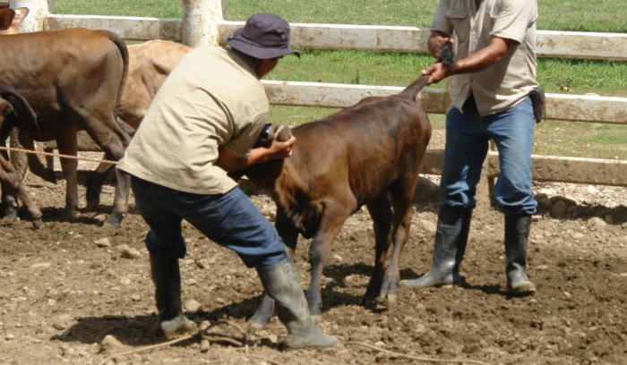 В крестьянском подворье иной раз тяжело определить социальный статус работника / Фото: pxhere.com