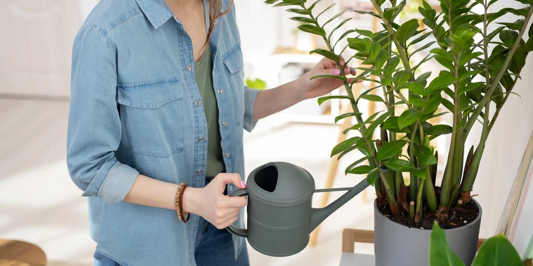 Как правильно поливать комнатные цветы, чтобы долго наслаждаться их видом?