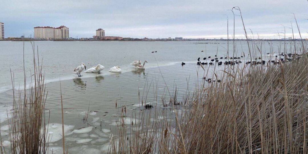 В Крыму опровергли информацию о замерзающих лебедях