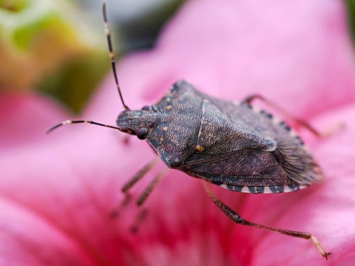В последние десятилетия (в связи с изменениями климата) все больше новых вредителей проникают из теплых стран в среднюю полосу, на наши