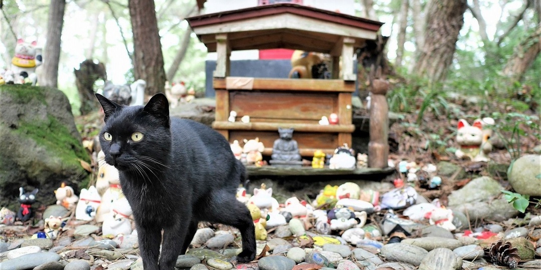Японские храмы, посвящённые кошкам