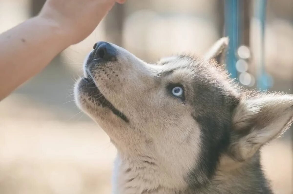    Трагедия во дворе: хаски загрызла дворового кота в Приморском районе