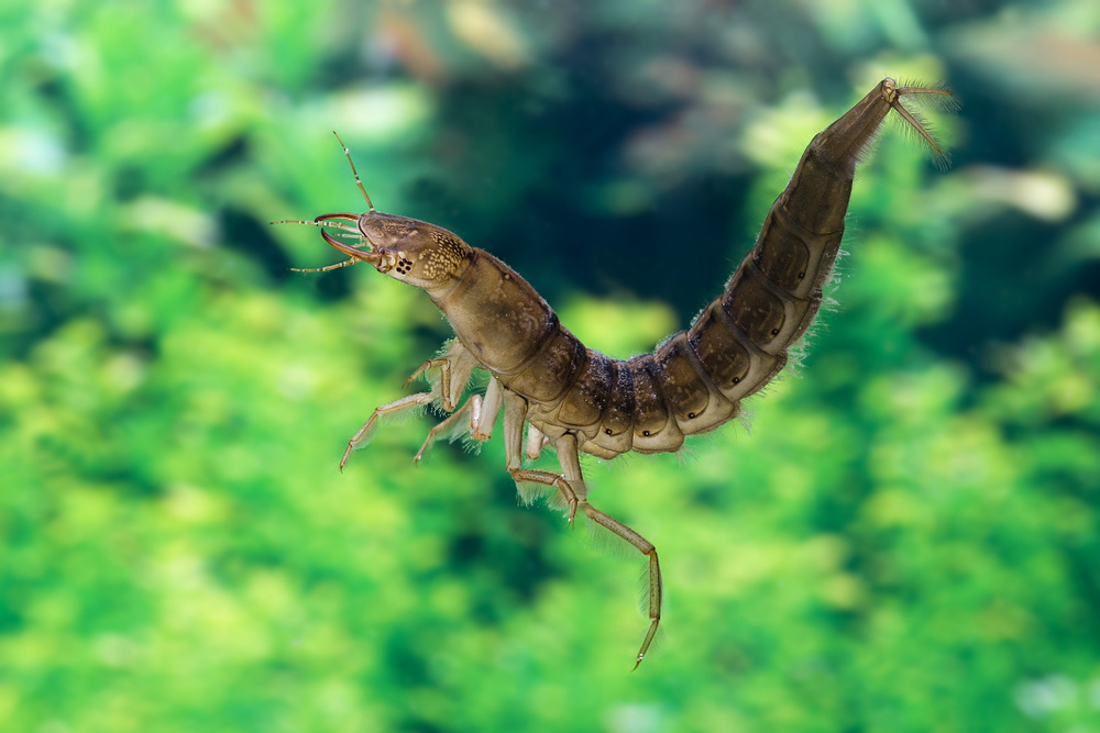 slowmotiongli / Shutterstock / FOTODOM📷Личинка жука-плавунца