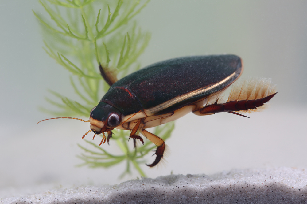 Vitalii Hulai / Shutterstock / FOTODOM📷В крупных водоемах у плавунцов есть враги