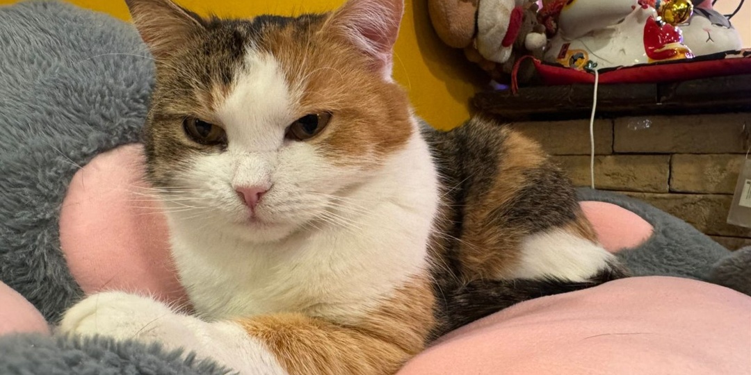 Даша, Кудряш и Киа