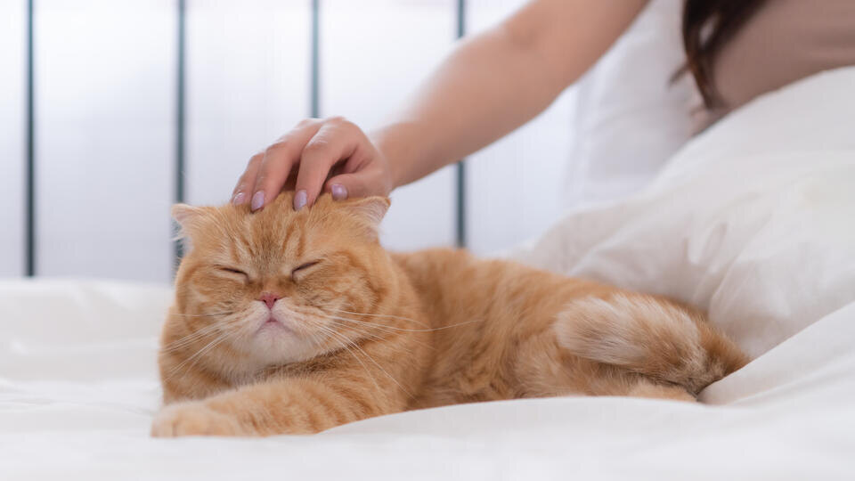 ФОТО: www.globallookpress.com/Ingram Images