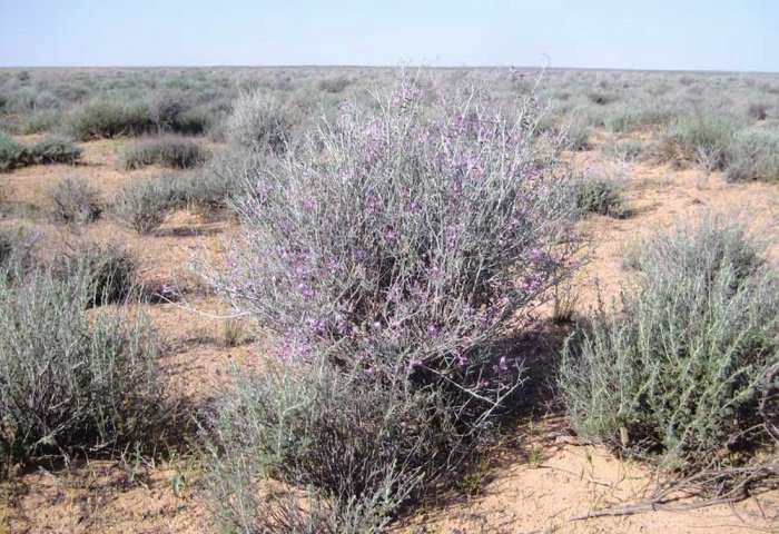 Пустыня Каракумы, Туркменистан