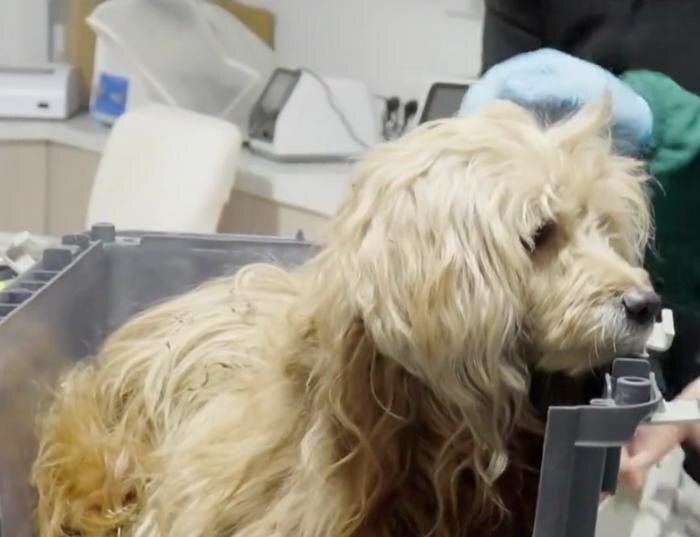 Обложка © Х / shanghaidaily