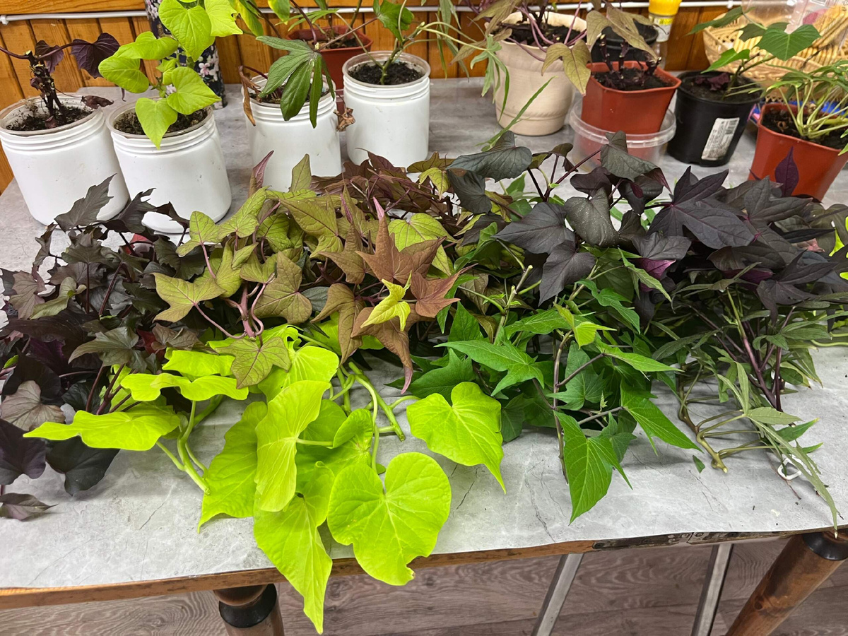 Это начеренковпла со всех подоконников.