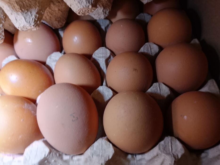 Миллионы яиц, тысячи тонн мяса и молока ввезли через псковские пункты пропуска с начала года
Фото: пресс-служба Северо-Западного межрегионального управления Россельхознадзора