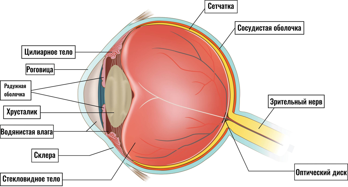    Внешнюю оболочку глазного яблока формируют роговица и склера, которая представляет собой плотную белочную оболочку, выполняющую защитную функцию.Legion-Media