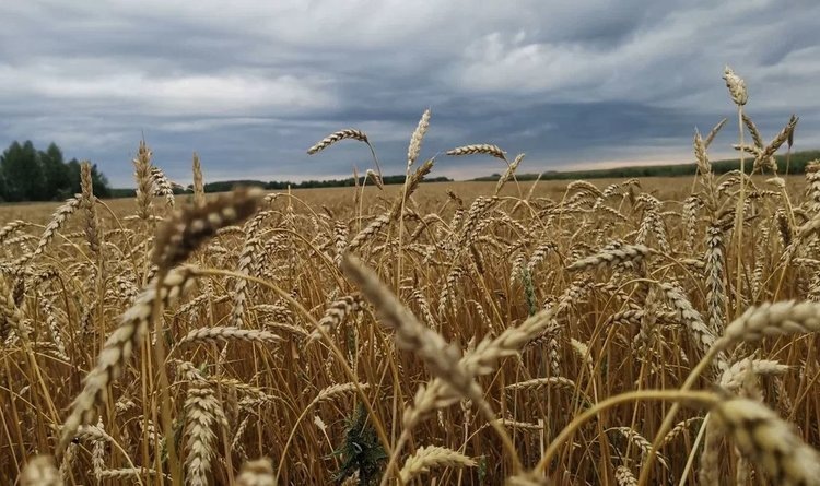    Фото: Лукьянов Дмитрий, AgroXXI.ru