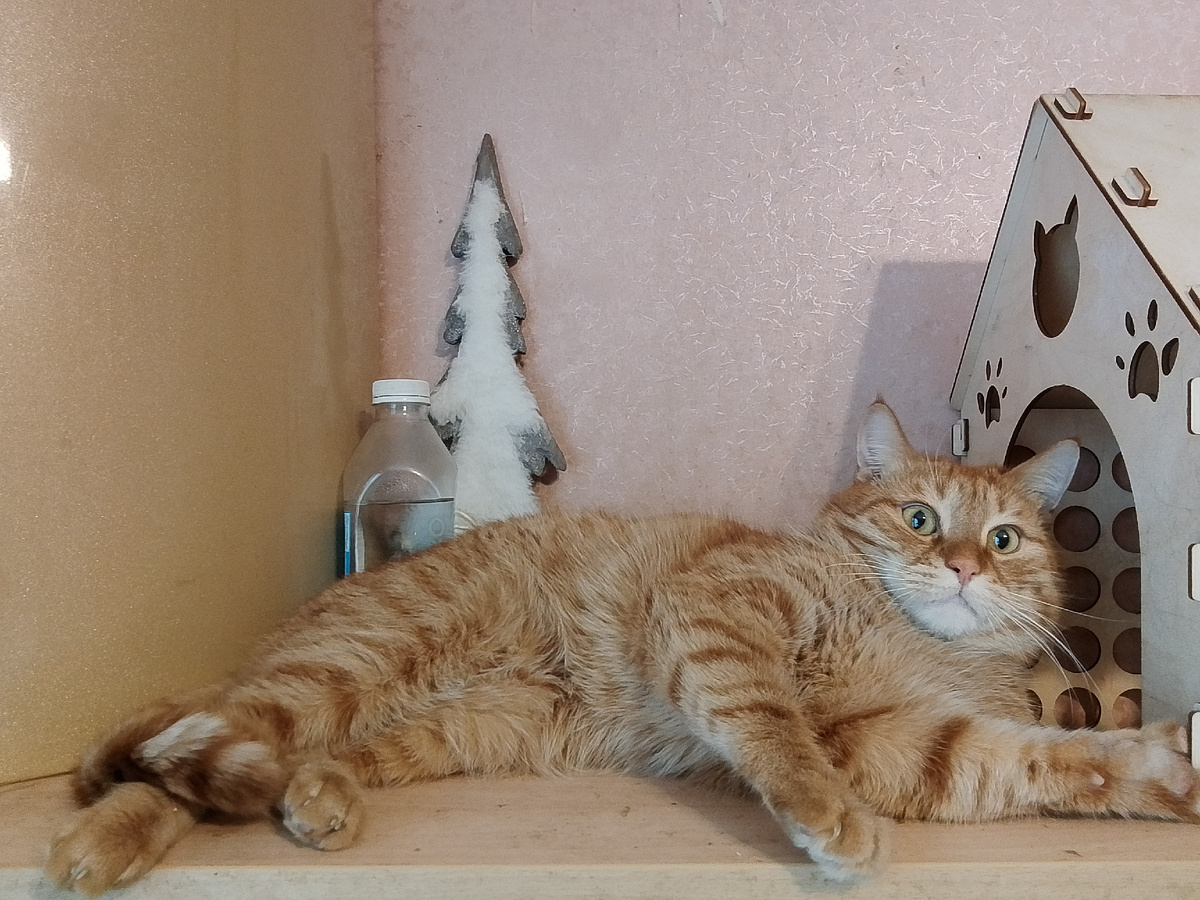 Роня поздравляет