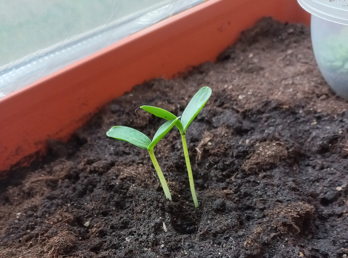 Первые ростки