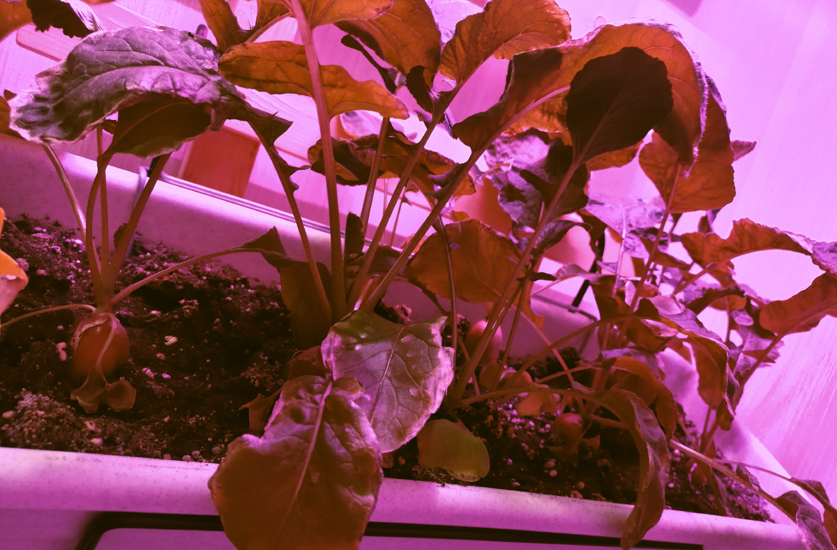 Так редиска выглядит в ящике