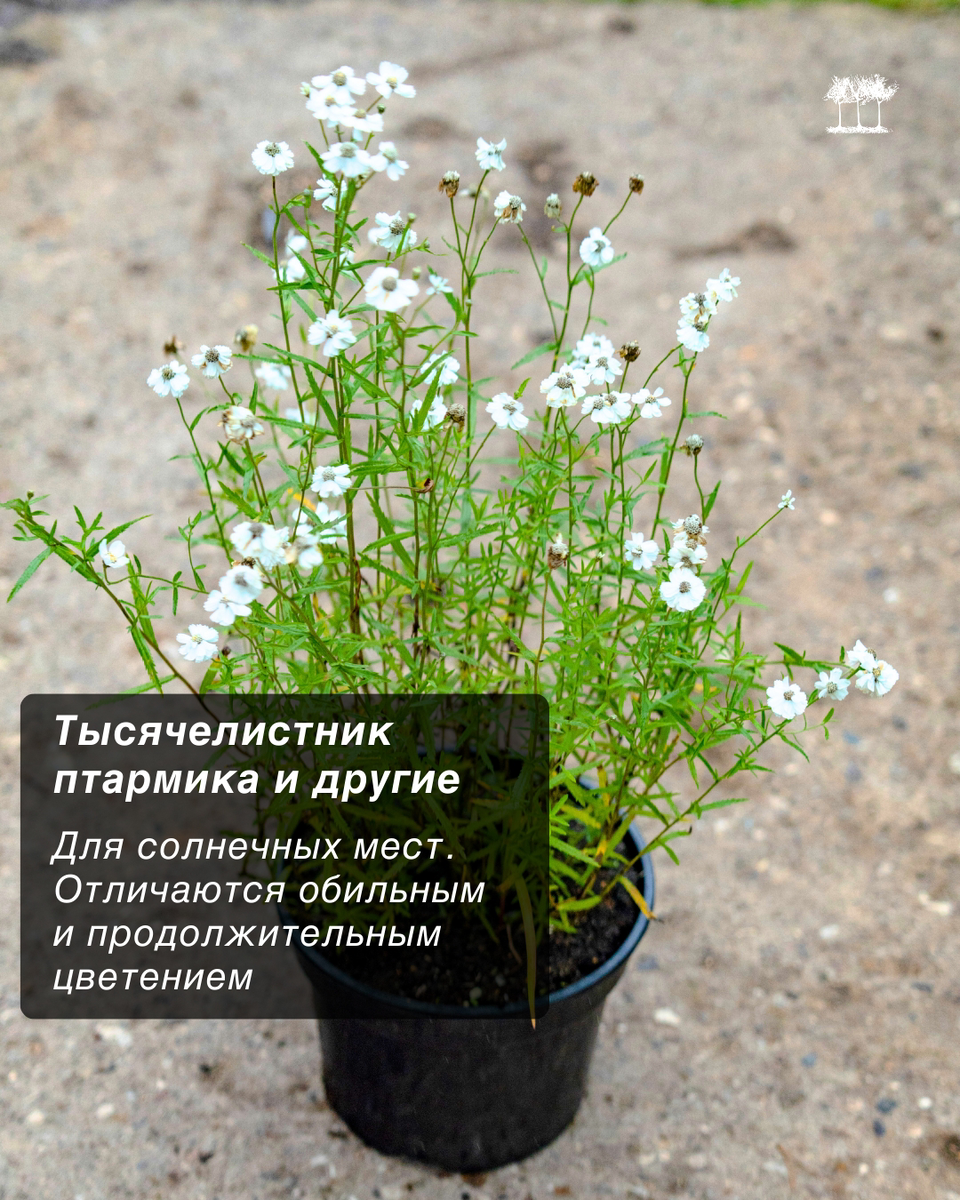 Многолетние цветы и травы