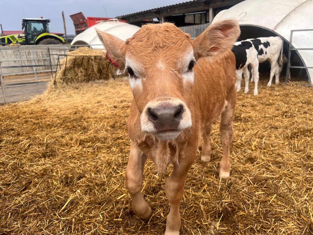 Фото: Юлия Ликарчук / "ВиЖ"