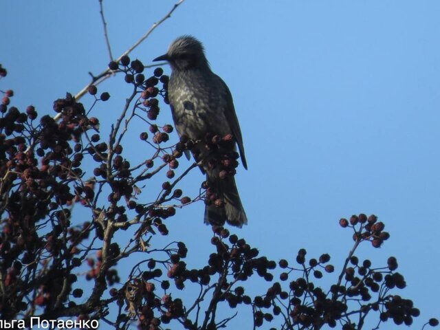    Фото: телеграм-канал "Земля леопарда" – дирекция заповедников"