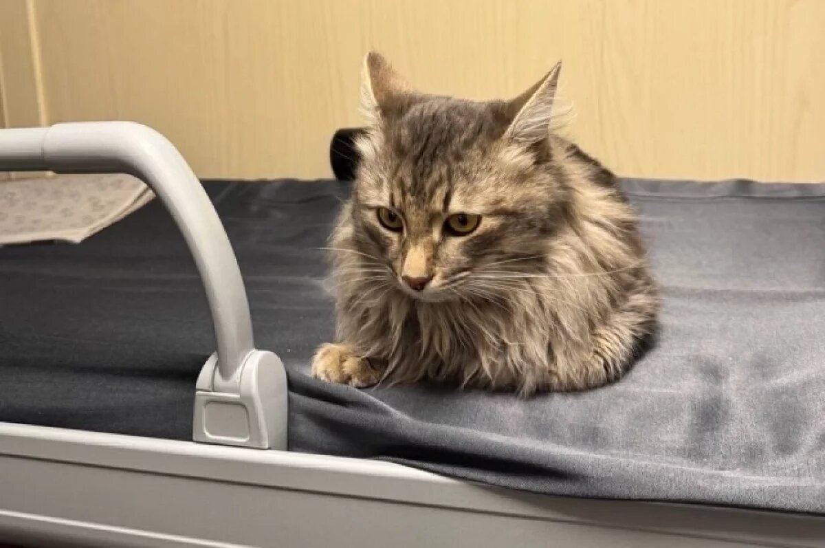    Сбежавшего от хозяина на ж/д станции кота Босю ищут в Воронежской области