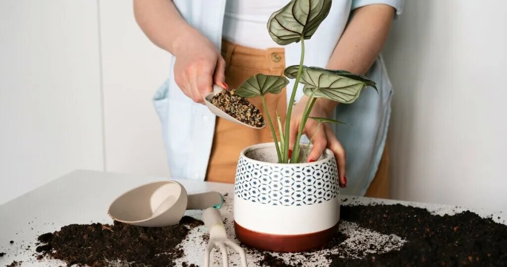 Как восстановить качество грунта для срочной пересадки?