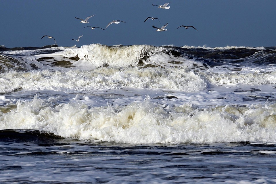    Массовое распространение водорослей может затемнять воду, менять ее химический состав, нарушать поглощение углерода и усиливать климатические изменения GLOBAL LOOK PRESS