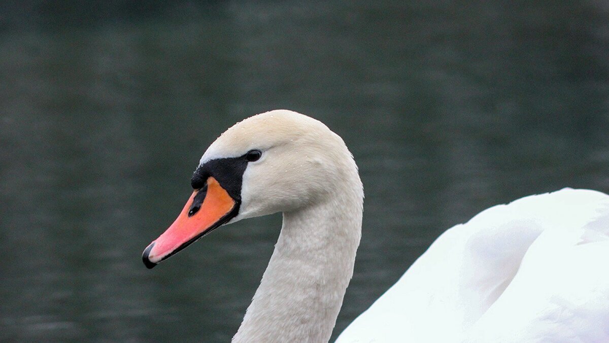    Фото: Александр Лобынцев