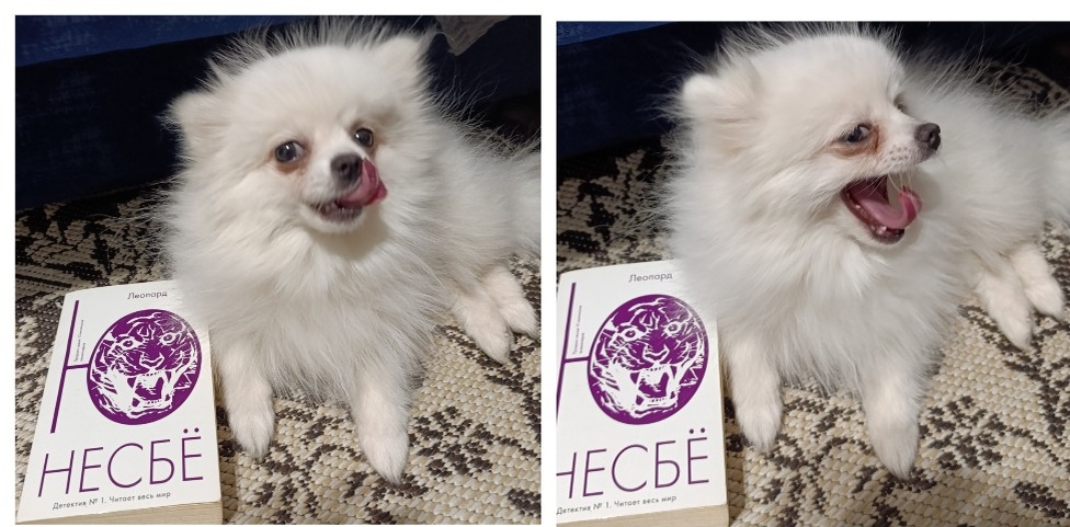 Я так и не смог определиться, какая из двух фоток Бэллы, представляющей книгу, лучше, поэтому сделал коллаж😉😉😉. 