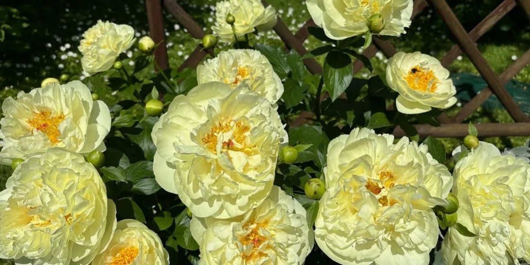 Редкие и прекрасные желтые пионы