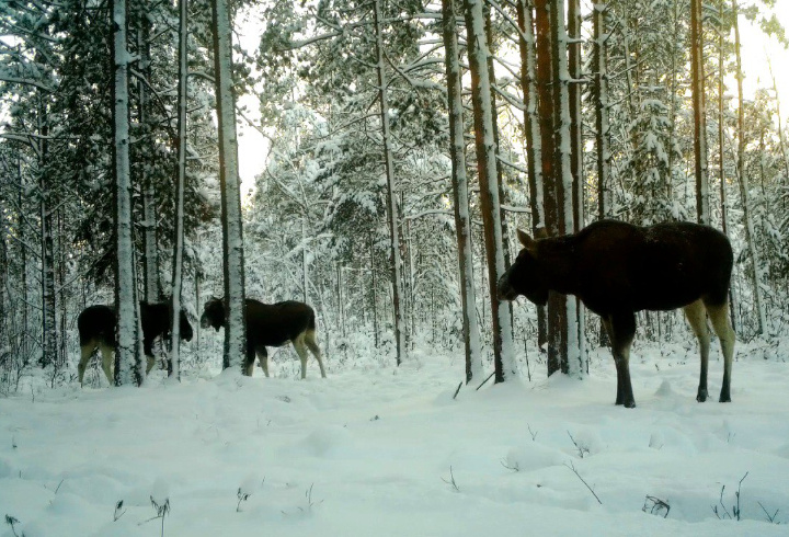 фото: t.me/kazdoytvaripopare